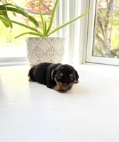 Erin, a female Yorkshire Terrier for sale in Nesbit, MS – Photo 3 of 3