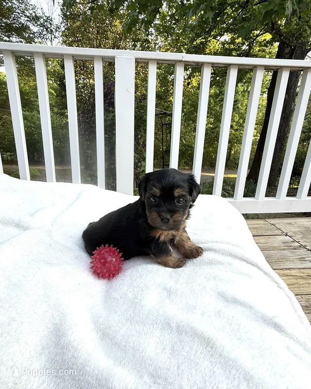 Erin – Yorkshire Terrier puppy for sale in Nesbit, MS