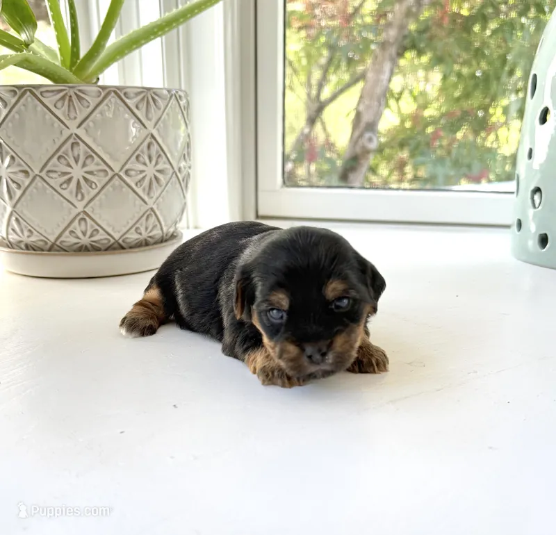 Erin – Yorkshire Terrier puppy for sale in Nesbit, MS