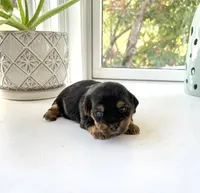 Erin, a female Yorkshire Terrier for sale in Nesbit, MS – Photo 1 of 3