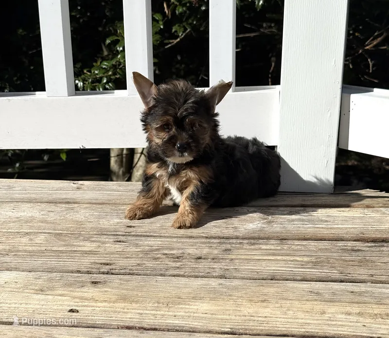 Murphy – Yorkshire Terrier puppy for sale in Nesbit, MS