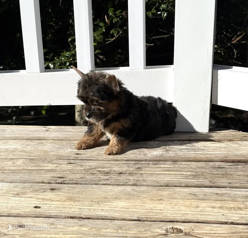 Murphy – Yorkshire Terrier puppy for sale in Nesbit, MS
