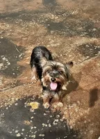 Marcella, a female Yorkshire Terrier for sale in Nesbit, MS – Photo 1 of 3