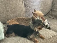 Marcella, a female Yorkshire Terrier for sale in Nesbit, MS – Photo 2 of 3