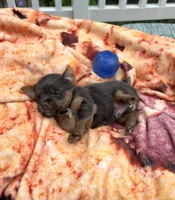 Conner, a male Yorkshire Terrier for sale in Nesbit, MS – Photo 4 of 6