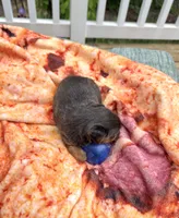 Conner, a male Yorkshire Terrier for sale in Nesbit, MS – Photo 5 of 6