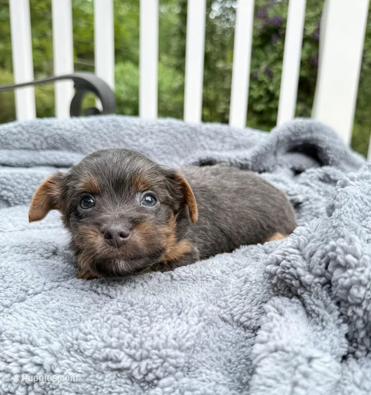 Conner – Yorkshire Terrier puppy for sale in Nesbit, MS