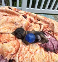 Conner, a male Yorkshire Terrier for sale in Nesbit, MS – Photo 6 of 6