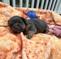 Conner, a male Yorkshire Terrier for sale in Nesbit, MS – Photo 2 of 6