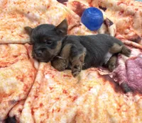 Conner, a male Yorkshire Terrier for sale in Nesbit, MS – Photo 3 of 6