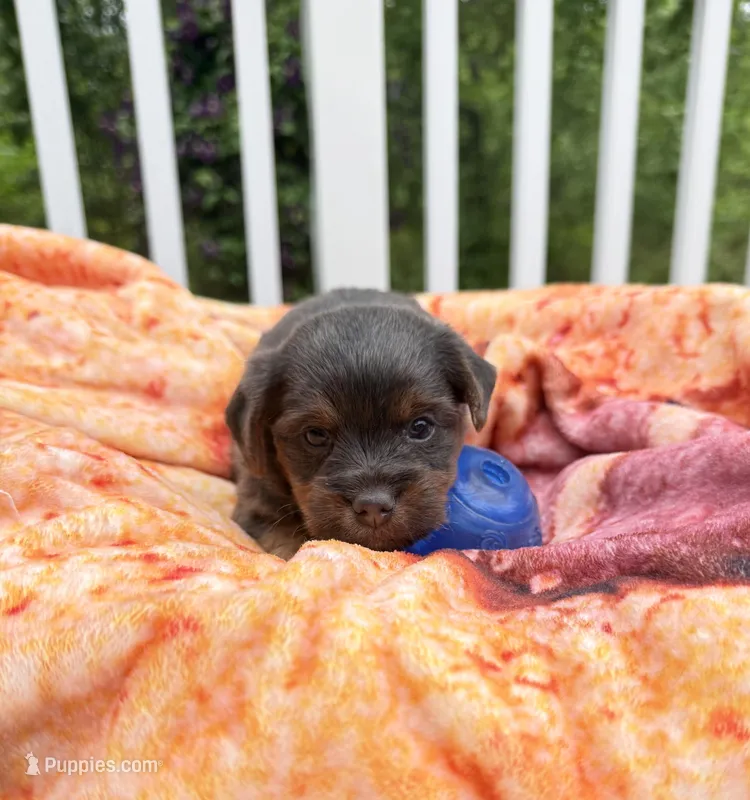 Conner – Yorkshire Terrier puppy for sale in Nesbit, MS