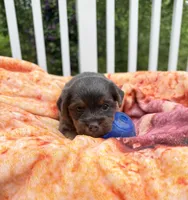 Conner, a male Yorkshire Terrier for sale in Nesbit, MS – Photo 1 of 6