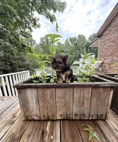 Murphy, a male Yorkshire Terrier for sale in Nesbit, MS – 5 of 10