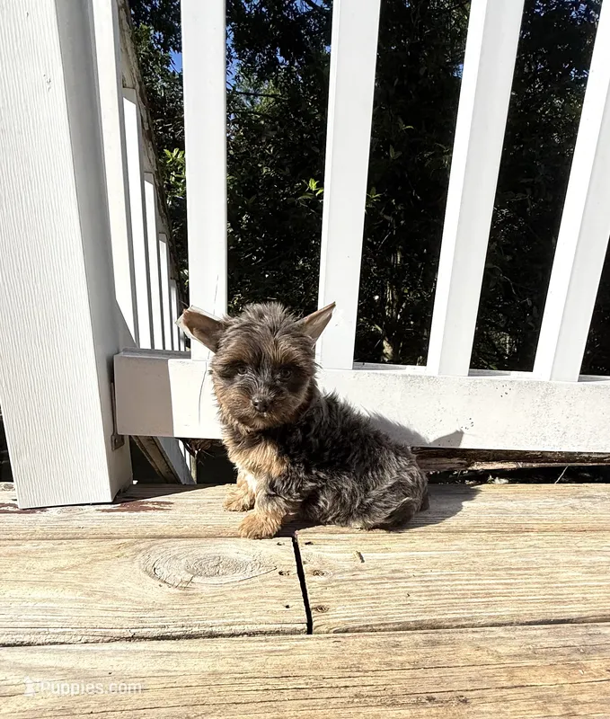 Nora – Yorkshire Terrier puppy for sale in Nesbit, MS