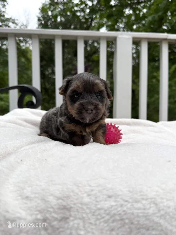 Nora – Yorkshire Terrier puppy for sale in Nesbit, MS