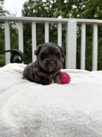 Nora, a female Yorkshire Terrier for sale in Nesbit, MS – Photo 1 of 5