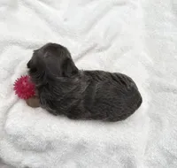 Nora, a female Yorkshire Terrier for sale in Nesbit, MS – Photo 4 of 5