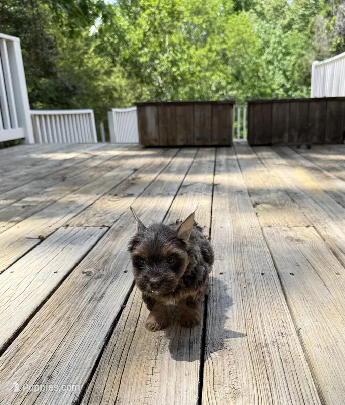 Nora – Yorkshire Terrier puppy for sale in Nesbit, MS