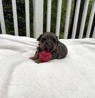 Nora, a female Yorkshire Terrier for sale in Nesbit, MS – Photo 3 of 5