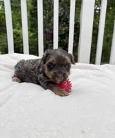 Nora, a female Yorkshire Terrier for sale in Nesbit, MS – Photo 2 of 5