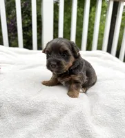 Nora, a female Yorkshire Terrier for sale in Nesbit, MS – Photo 5 of 5