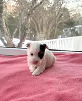 processed/f5294ce4-fa62-4931-bc5e-4e8f404ecfb6/listing/65b62afb-3ecd-42d0-83c5-1c6e010d78ae/8a3bbdd8-310a-4e10-aa7e-fe7278e55828