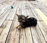 Murphy, a male Yorkshire Terrier for sale in Nesbit, MS – 7 of 10