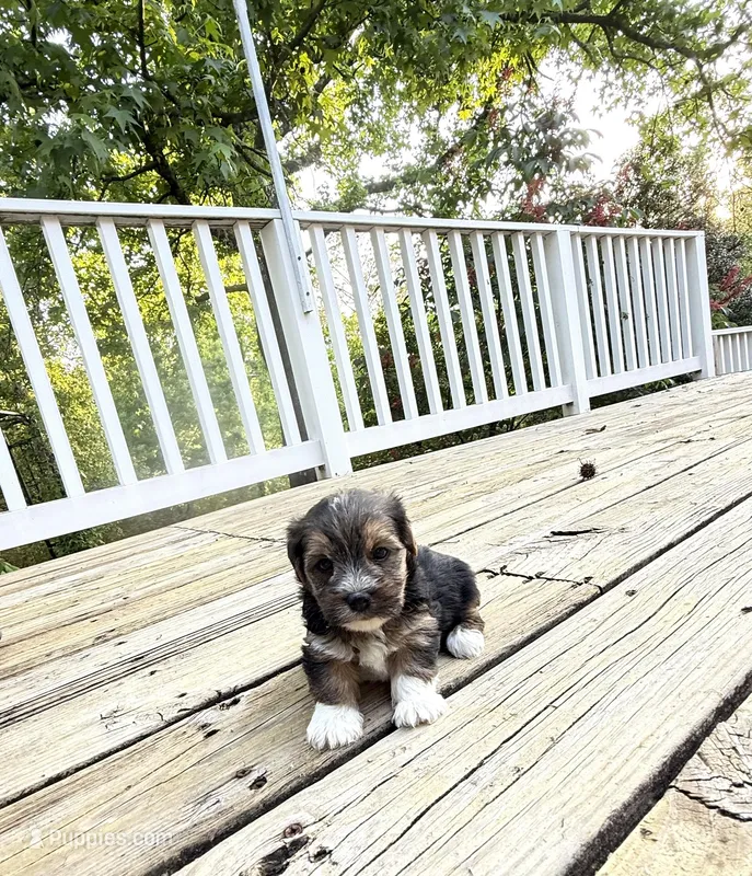 Fiona – Yorkshire Terrier puppy for sale in Nesbit, MS