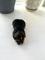 Fiona, a female Yorkshire Terrier for sale in Nesbit, MS – Photo 5 of 5