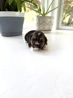 Fiona, a female Yorkshire Terrier for sale in Nesbit, MS – Photo 4 of 5