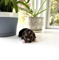 Fiona, a female Yorkshire Terrier for sale in Nesbit, MS – Photo 2 of 5