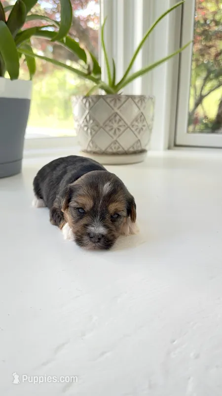 Fiona – Yorkshire Terrier puppy for sale in Nesbit, MS