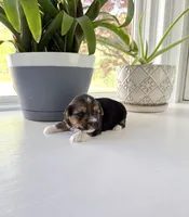 Fiona, a female Yorkshire Terrier for sale in Nesbit, MS – Photo 3 of 5