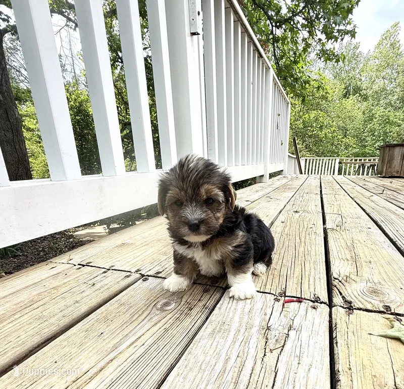 Fiona – Yorkshire Terrier puppy for sale in Nesbit, MS