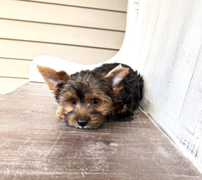 Murphy – Yorkshire Terrier puppy for sale in Nesbit, MS