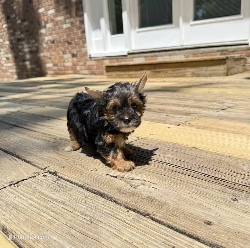Murphy – Yorkshire Terrier puppy for sale in Nesbit, MS