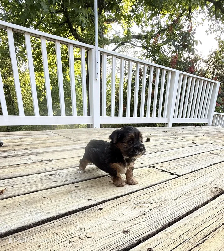Murphy – Yorkshire Terrier puppy for sale in Nesbit, MS