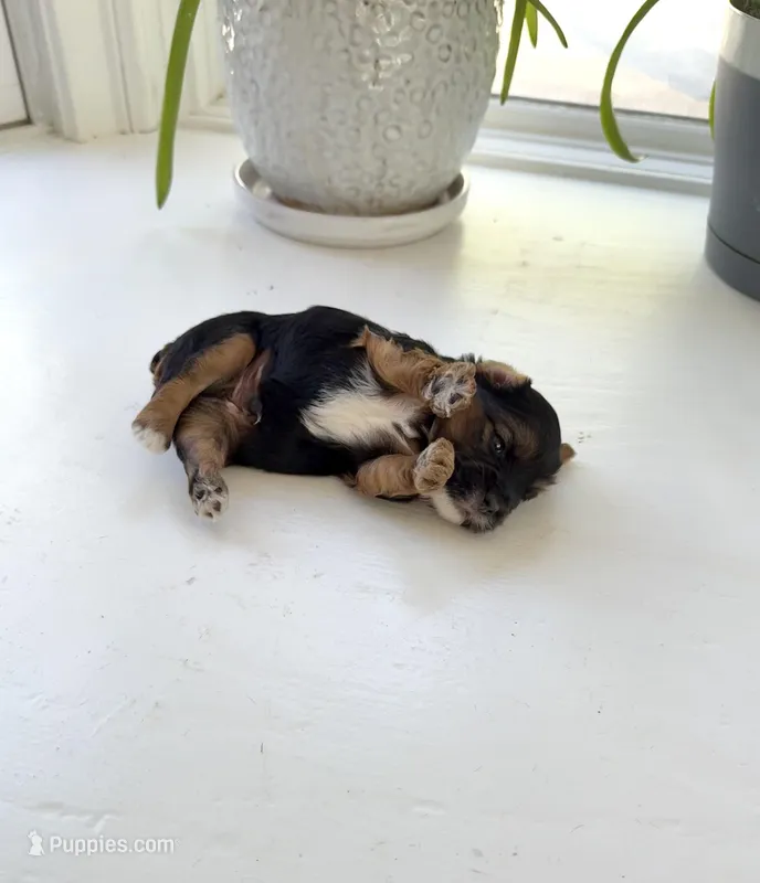 Murphy – Yorkshire Terrier puppy for sale in Nesbit, MS