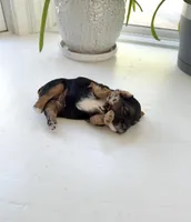 Murphy, a male Yorkshire Terrier for sale in Nesbit, MS – Photo 2 of 3