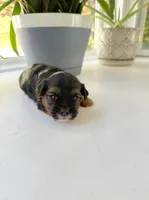 Murphy, a male Yorkshire Terrier for sale in Nesbit, MS – Photo 3 of 3