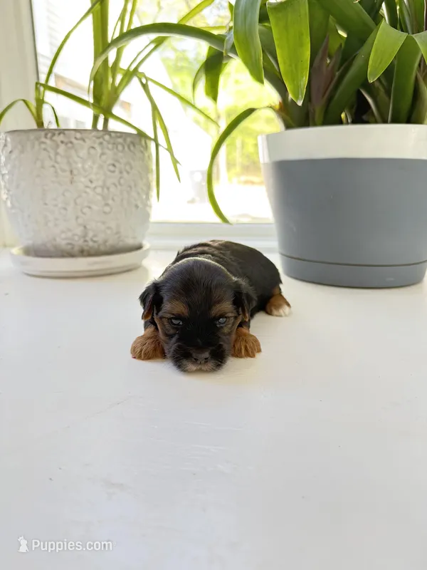 Murphy – Yorkshire Terrier puppy for sale in Nesbit, MS