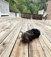 Murphy, a male Yorkshire Terrier for sale in Nesbit, MS – 9 of 10