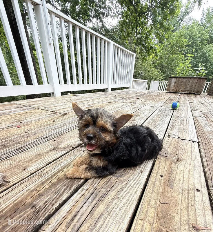 Murphy – Yorkshire Terrier puppy for sale in Nesbit, MS