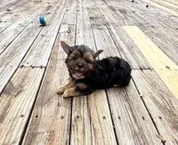 Murphy, a male Yorkshire Terrier for sale in Nesbit, MS – 6 of 10