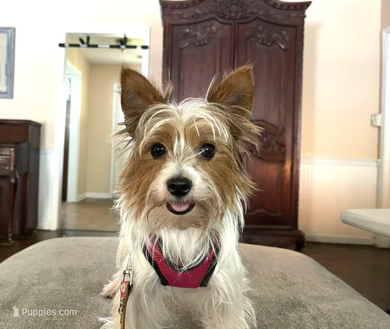 Luna  – Yorkshire Terrier puppy for sale in Nesbit, MS