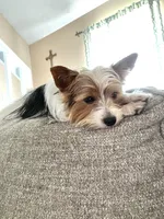 Luna , a female Yorkshire Terrier for sale in Nesbit, MS – Photo 2 of 2