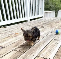 Murphy, a male Yorkshire Terrier for sale in Nesbit, MS – 3 of 10