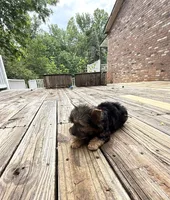 Murphy, a male Yorkshire Terrier for sale in Nesbit, MS – 8 of 10
