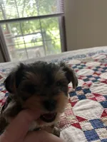 Yorkshire terrier, a male Yorkshire Terrier for sale in Texarkana, AR – 4 of 6