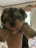Yorkshire terrier, a male Yorkshire Terrier for sale in Texarkana, AR – 2 of 6